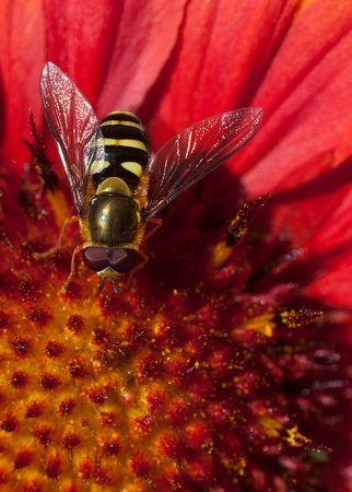Bee on Blanket flower