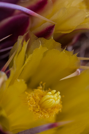 Barrle cactus Bloom