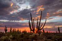 Twin Saguaro Sunset