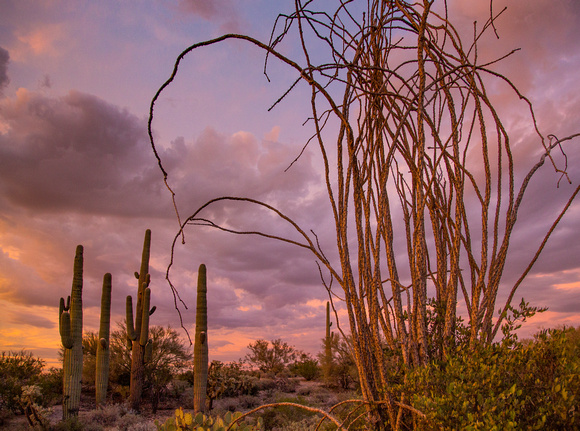 Ocotillio Arizona Sunset