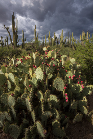 Saguaro forest above pricklypear cactus