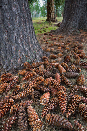 Sugar pine cone path