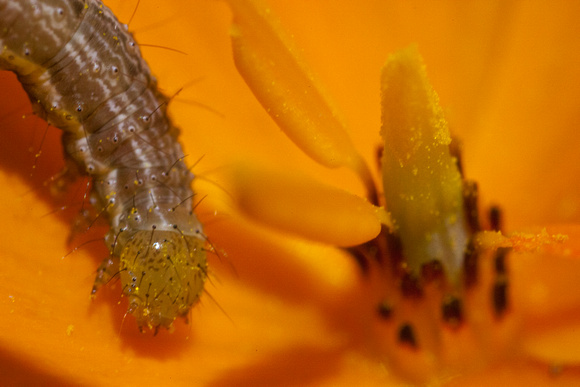 Mexican Poppy Inch Worm
