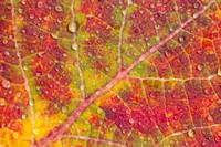 Red aspen leaf dew