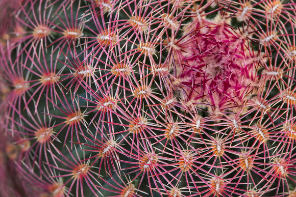 Young cactus Spines.
