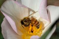White Poppy Honey Bee