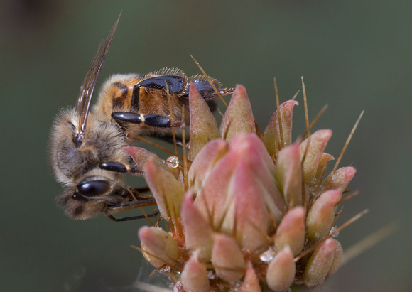 Cactus Bud Bee