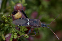 Shild Bug Juniper