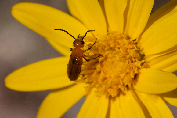 Brittlebush Flower Bug