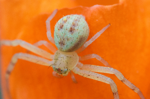 Spider poppy-22