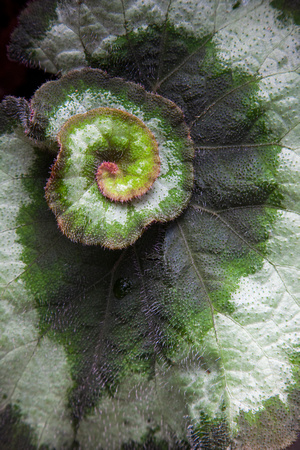 Coleus curl leaf