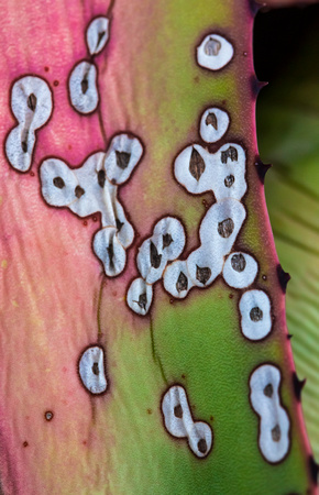 Agave Leaf Pattern