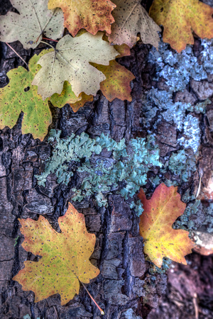 Workman Creek Maple Leaves