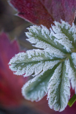 Ice crystals on ground cover