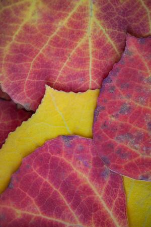 Red and Yellow Aspen leaves