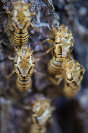 Cicada Skins