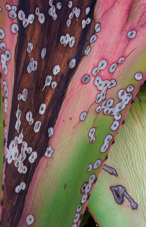 Agave Fall Pattern.