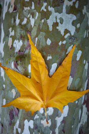 Sycamore Trunk and Leaf.