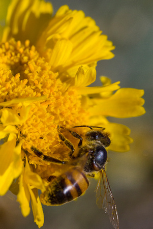 Desert Marigold Bee