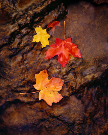 Maple fall flow