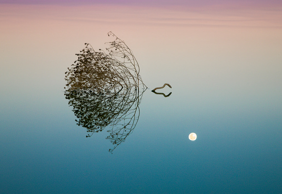 Floating Tumbleweed Reflecting Moon