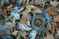 Autumn Nest