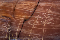 Sandstone Wall and Tall Grass