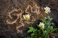 Mountain Lion Petroglyph and wildflowers