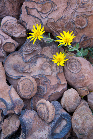 Sunset crater flowers
