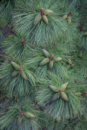 Sunset Crater Pine Cones