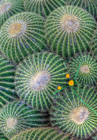 Golden Barrel Cactus Bloom