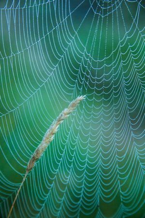 Web & Grass