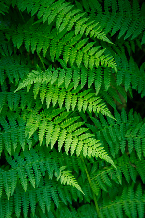 Fern Pattern in the Redwoods