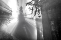 Redwood Fog Burst