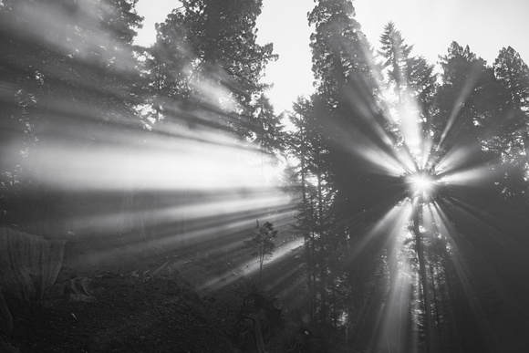 Redwood Fog Sunstar