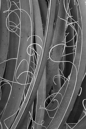 Yucca fibers