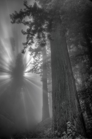 Redwood fog, Black and white
