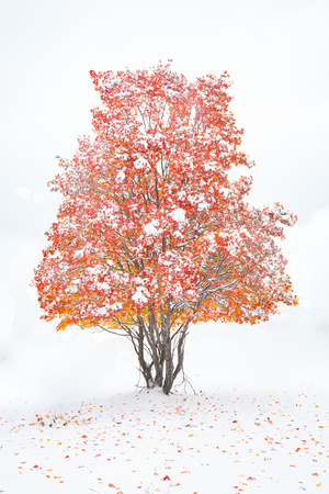Maple Winter, Arizona-158