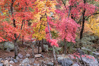 Miller Canyon Maples_153-R