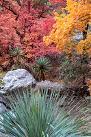 Miller Canyon Maples_183