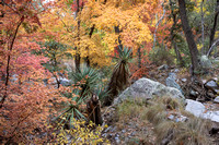 Miller Canyon Maples_374