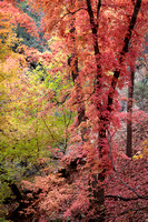 Miller Canyon Maples_405