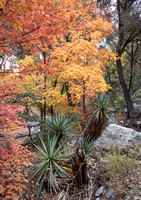 Miller Canyon Maples_542