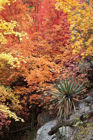 Miller Canyon Maples_566