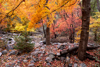 Miller Canyon Maples_568