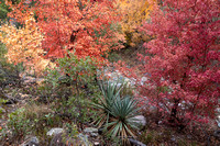 Miller Canyon Maples_617