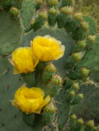 Prickly Pear Cactus bloom_