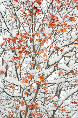 Maple Winter Abstract, Arizona