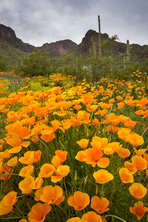 Picacho Poppies