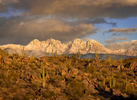 Saguaros and Snow, 4 Peaks, AZ._049-2